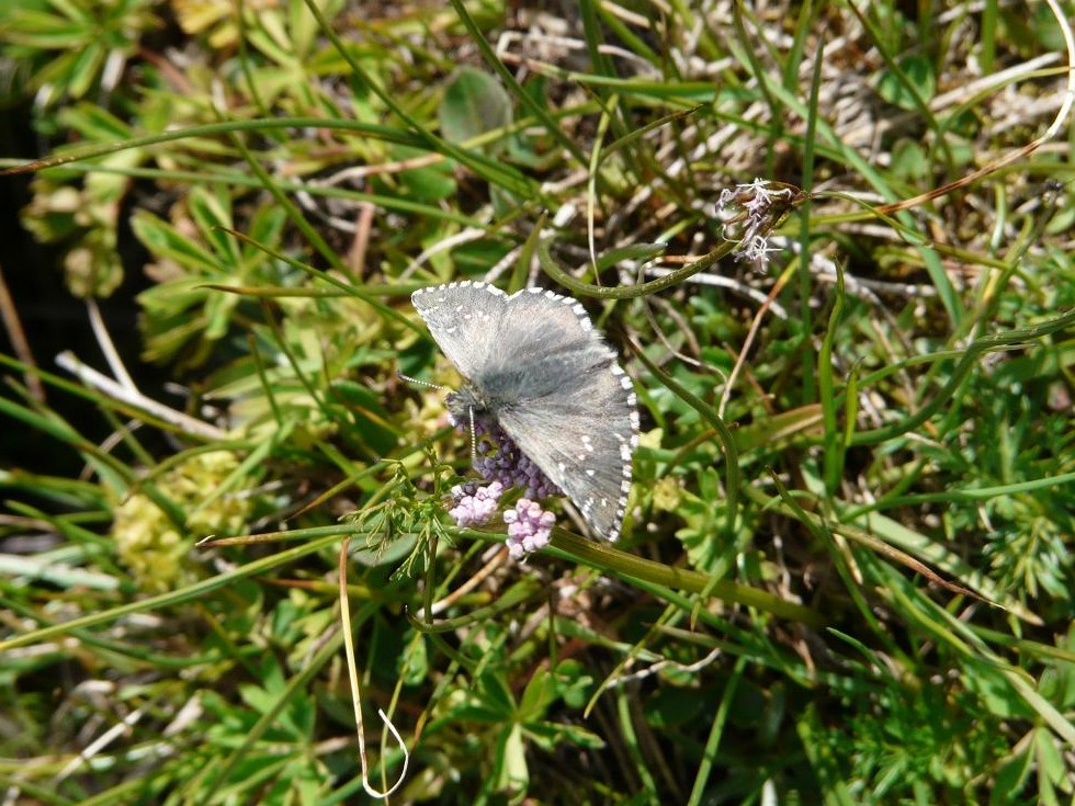 Farfalle Ortles-Cevedale-Stelvio